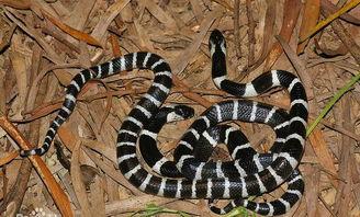 水族毒蛇爆料图视频  第2张